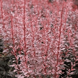 Барбарис Тунберга Rosy Rocket