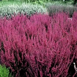 Вереск обыкновенный Allegro