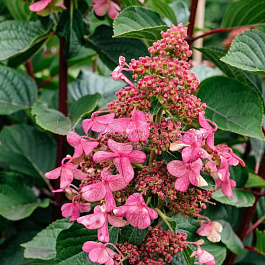 Гортензия метельчатая Инфинити Гортензия метельчатая Инфинити