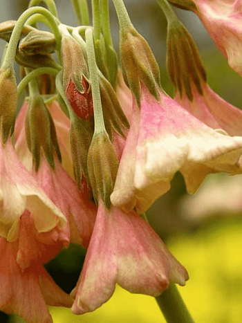 Примула Вальтона