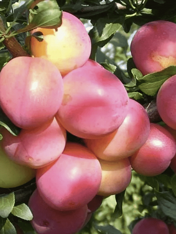 Алыча гибридная Июльская Роза