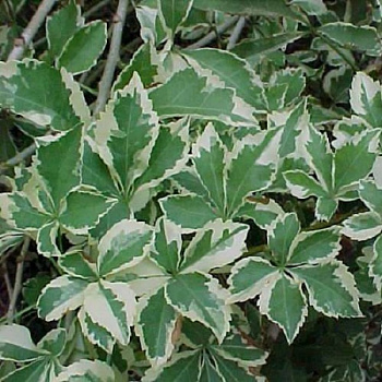 Элеутерококк Зибольда Вариегатус