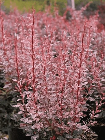 Барбарис Тунберга Rosy Rocket