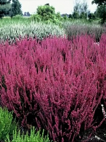 Вереск обыкновенный Allegro