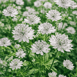 Астранция большая Sunningdale Variegated