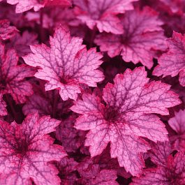 Гейхера Shanghai