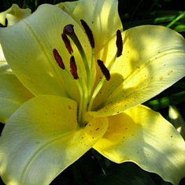 Лилия ОТ-гибрид Понтиак