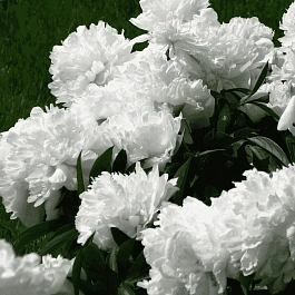 Пион Молочноцветковый Argentine