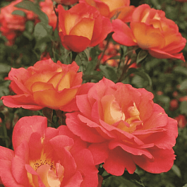 Роза Флорибунда Shanty