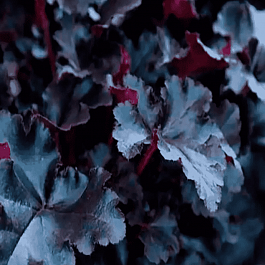 Гейхера Black Pearl