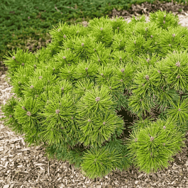 Сосна густоцветковая Jane Kluis
