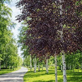 Береза повислая Royal Frost ТОЛЬКО САМОВЫВОЗ