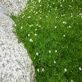 Мшанка шиловидная Dubliner