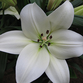 Лилия ла-гибрид Ричмонд