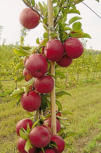 Яблоня колоновидная Джин