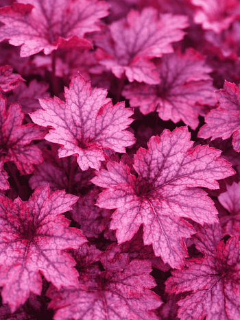 Гейхера Shanghai