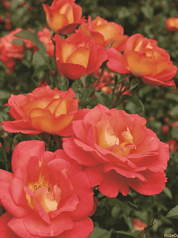 Роза Флорибунда Shanty