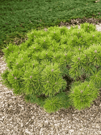 Сосна густоцветковая Jane Kluis