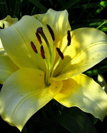 Лилия ОТ-гибрид Понтиак Лилия ОТ-гибрид Понтиак