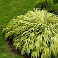 Хаконехлоа большая Aureola