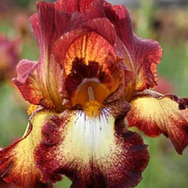 Ирис бородатый Райд Джой