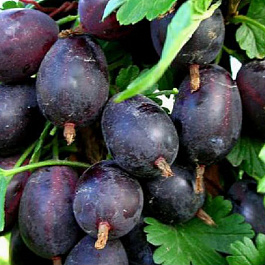 Крыжовник Черносливовый