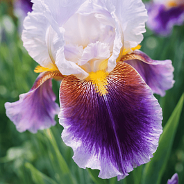 Ирис германский Silver Peak