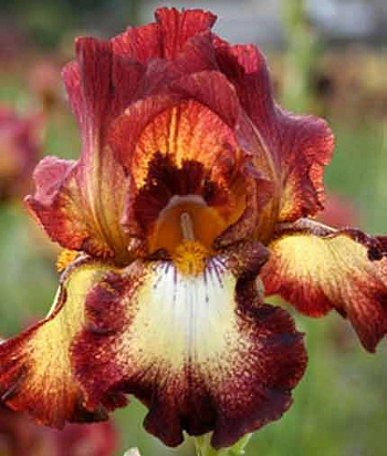 Ирис бородатый Райд Джой