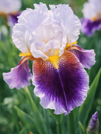 Ирис германский Silver Peak