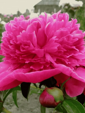 Пион Молочноцветковый General Mac Mahon