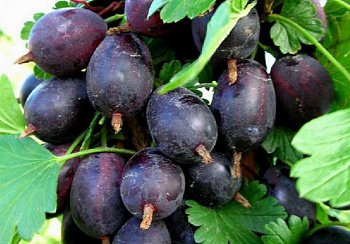 Крыжовник Черносливовый