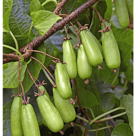 Актинидия коломикта Сладкая палочка