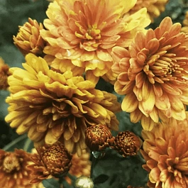 Хризантема корейская Огниво