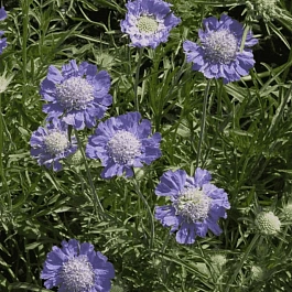 Скабиоза  кавказская Perfecta Blue