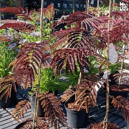 Альбиция ленкоранская Summer chocolate