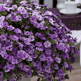 Калибрахоа Can-Can Rosies Sky Blue (кашпо)