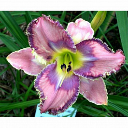 Лилейник гибридный Милдред Митчел