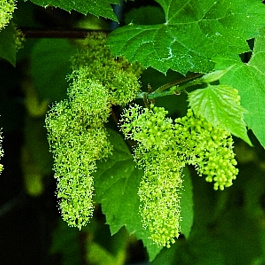 Виноград ароматный Виноград ароматный