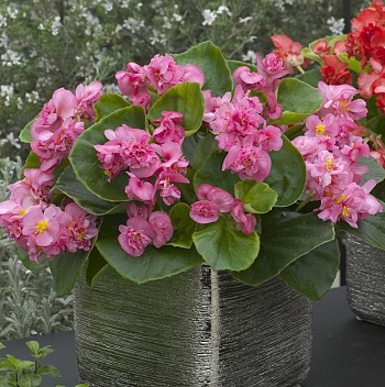 Бегония вечноцветущая махровая Фиона Роуз