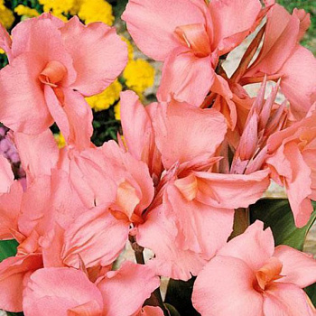 Канна карликовая Гном