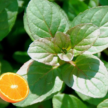 Мята Мандарин Минце НАБОР 2шт