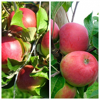 Дерево-сад (5 летка) яблоня 2 сорта Уэлси-Красное раннее