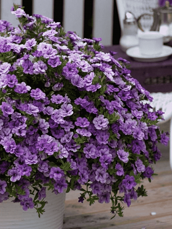 Калибрахоа Can-Can Rosies Sky Blue (кашпо)