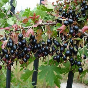 Смородина золотистая Венера