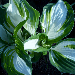 Хоста гибридная Энтерпрайз