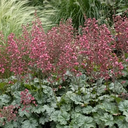 Гейхера Paris