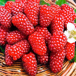 Малина ремонтантная Самохвал