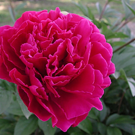 Пион травянистый Луи ван Хаутте