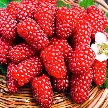 Малина ремонтантная Самохвал