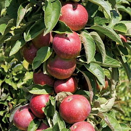 Яблоня колоновидная Телеймон